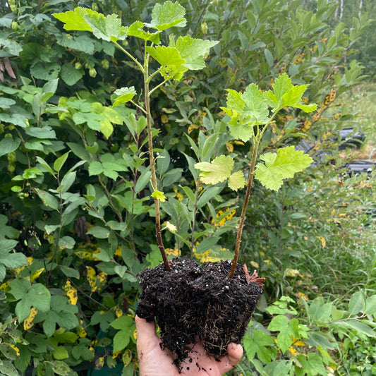 Baie de Josta rouge (Ribes x nidigrolaria)