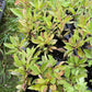 Sapalta Cherry Plum (‘Sapa’ × Prunus sp.)