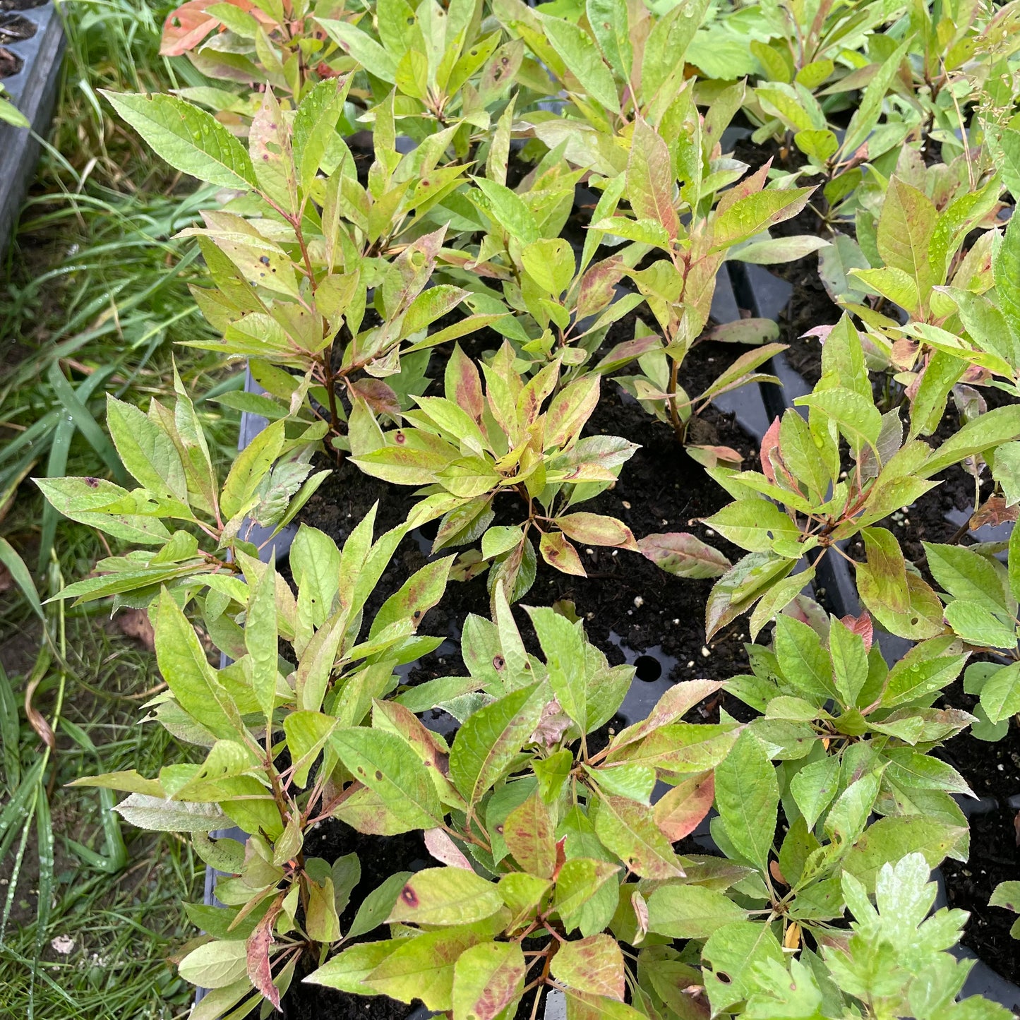 Prunier-cerise Sapalta (Prunus besseyi x Prunus salicina 'Kappa')