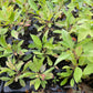 Dura Cherry Plum (Prunus besseyi x Prunus salicina)