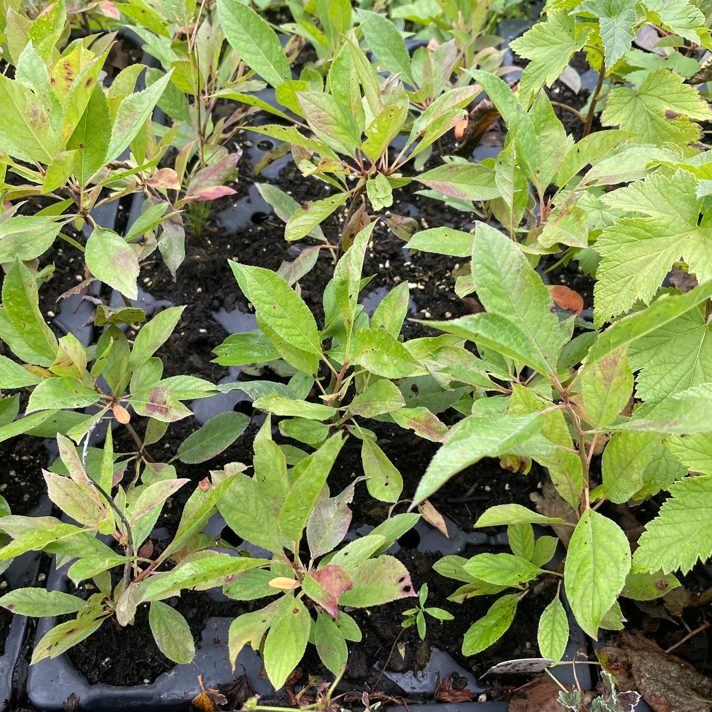 Ciruela dura cereza (Prunus besseyi x Prunus salicina)
