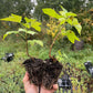 Swedish Black Currant (Ribes nigrum 'Swedish Black')