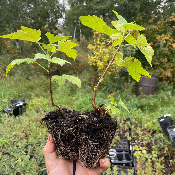 Swedish Black Currant (Ribes nigrum 'Swedish Black')