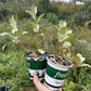 Wolf Willow (Elaeagnus commutata) - Zone 2