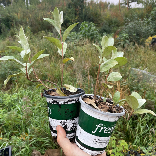 Sauce lobo (Elaeagnus commutata)