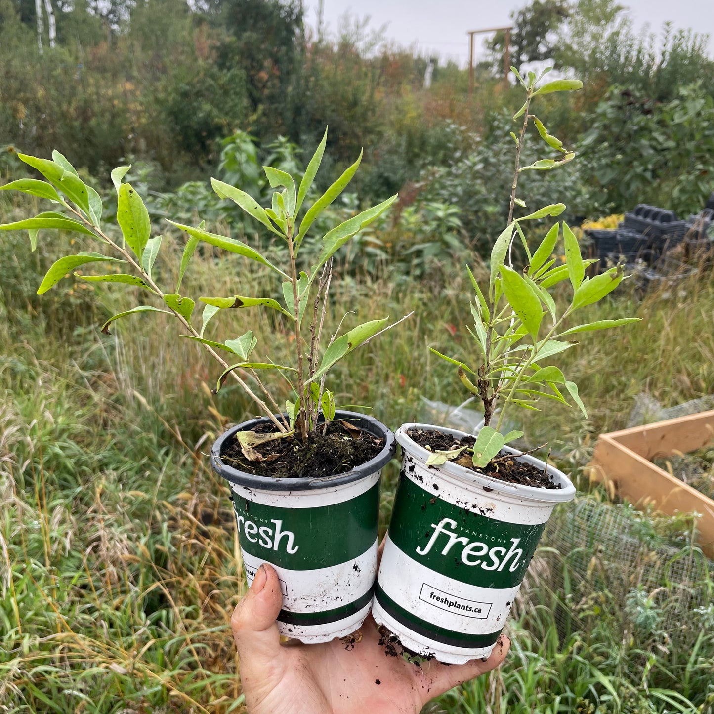Goji amarillo (Lycium barbarum 'Yellow') Zona 5
