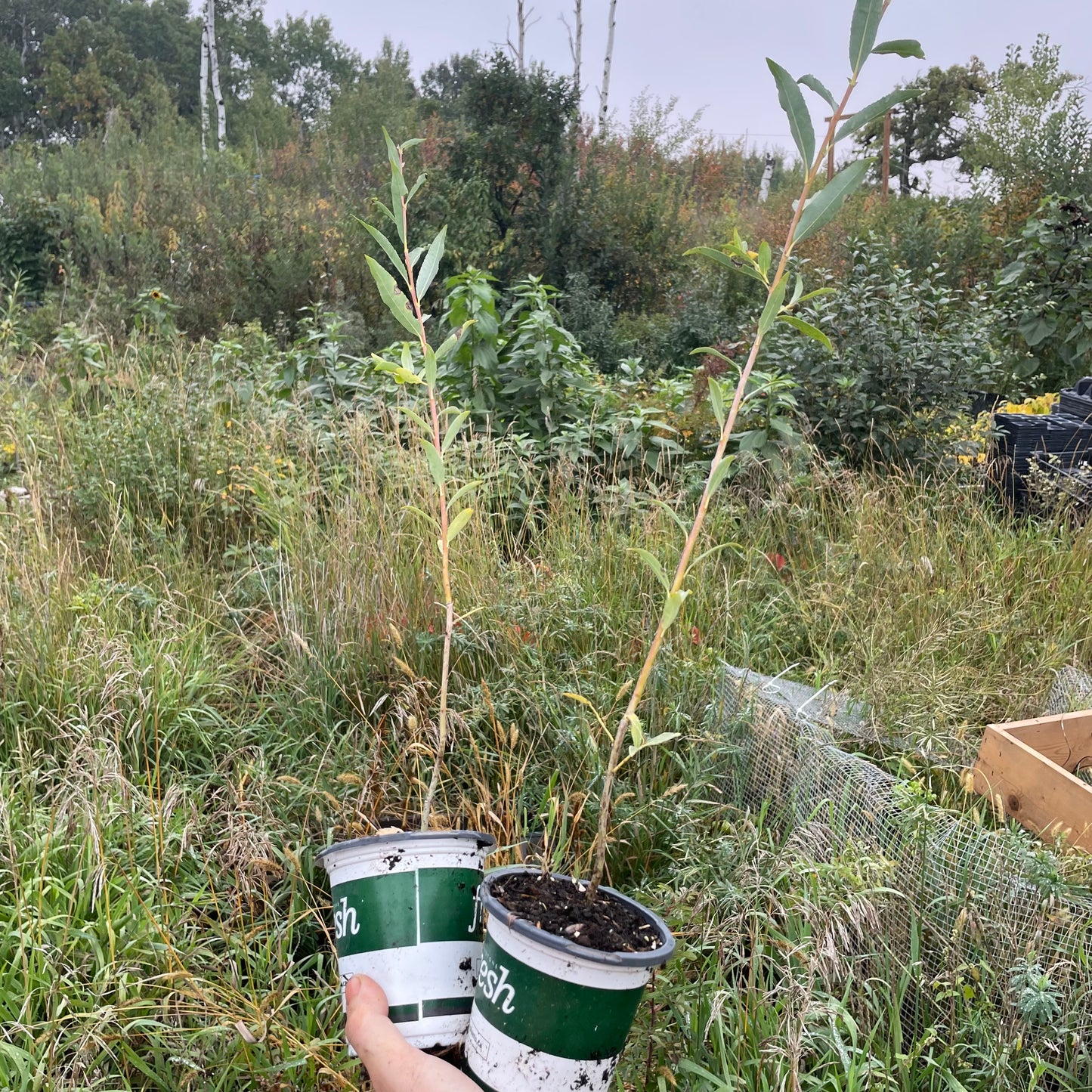 Sauce llorón (Salix discolor)