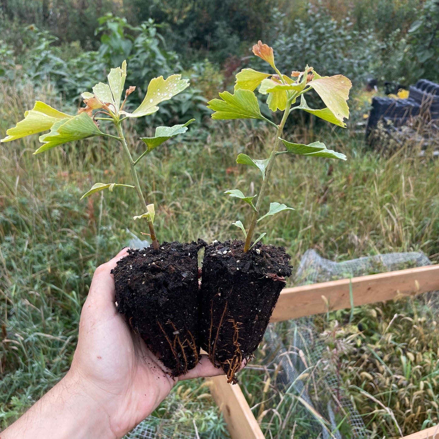 Ginkgo Seedlings (Ginkgo biloba) - Zone 3/4