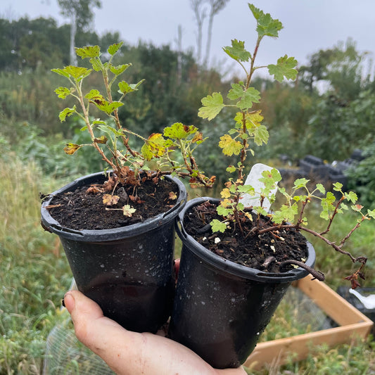 Groseillier à cire (Ribes cereum)