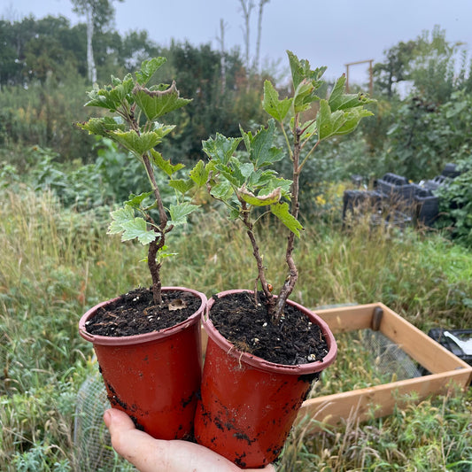 Groseille Jonkheer van Tets (Ribes rubrum 'Jonkheer van Tets')