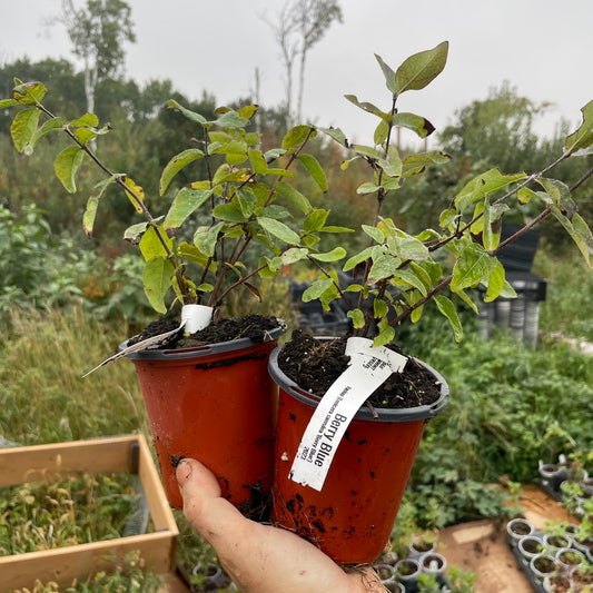 Berry Blue Haskap (Lonicera caerulea 'Berry Blue')