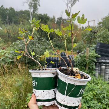 Captivator Gooseberry (Ribes uva-crispa ‘Captivator’)