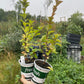 Cerisier de Nankin (Prunus tomentosa)