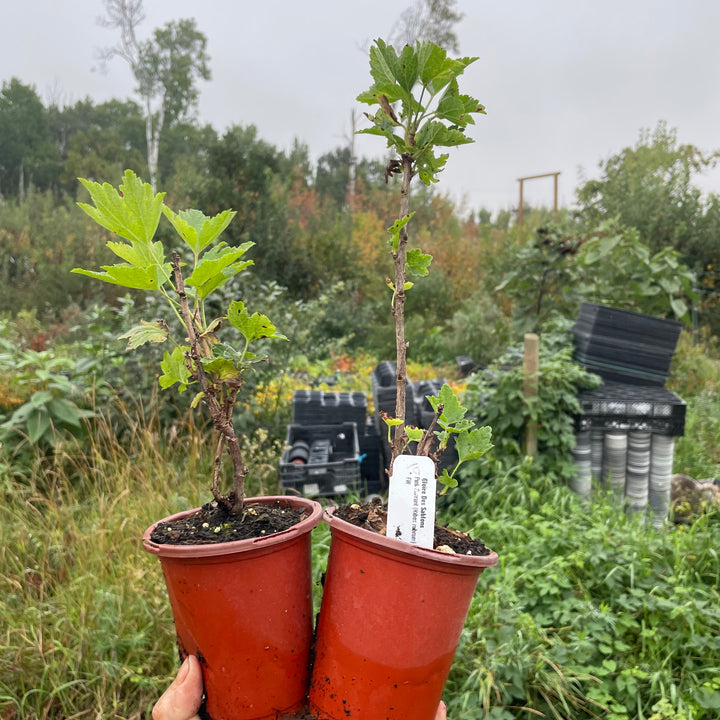 Gloire des Sablons Pink Currant (Ribes rubrum 'Gloire des Sablons')