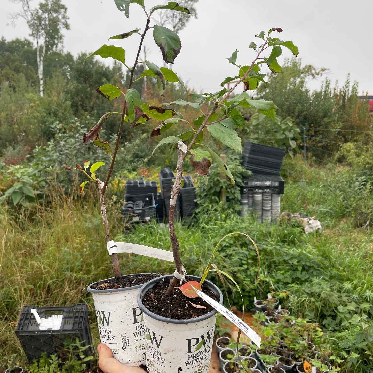 Kuban Comet Plum Tree