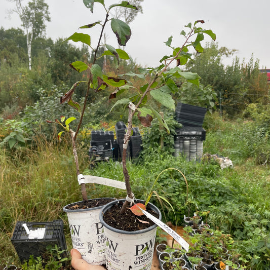 Kuban Comet Plum Tree
