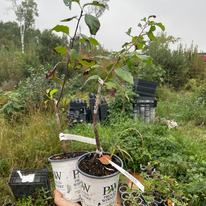 Kuban Comet Plum Tree
