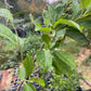 K&D Plum Tree