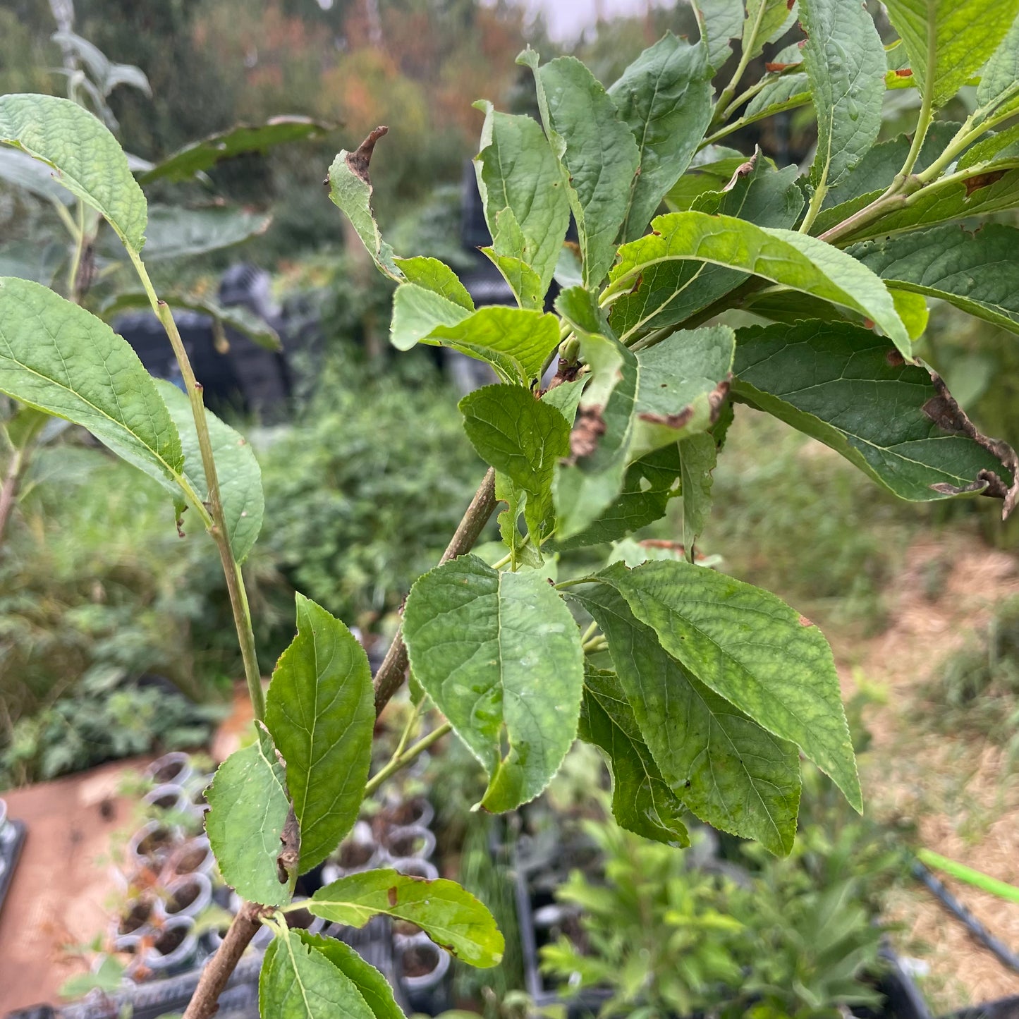 K4 Plum Tree