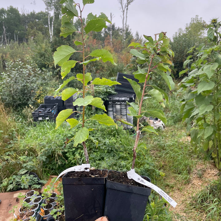 Baker's Gold Apricot (Prunus mandshurica)