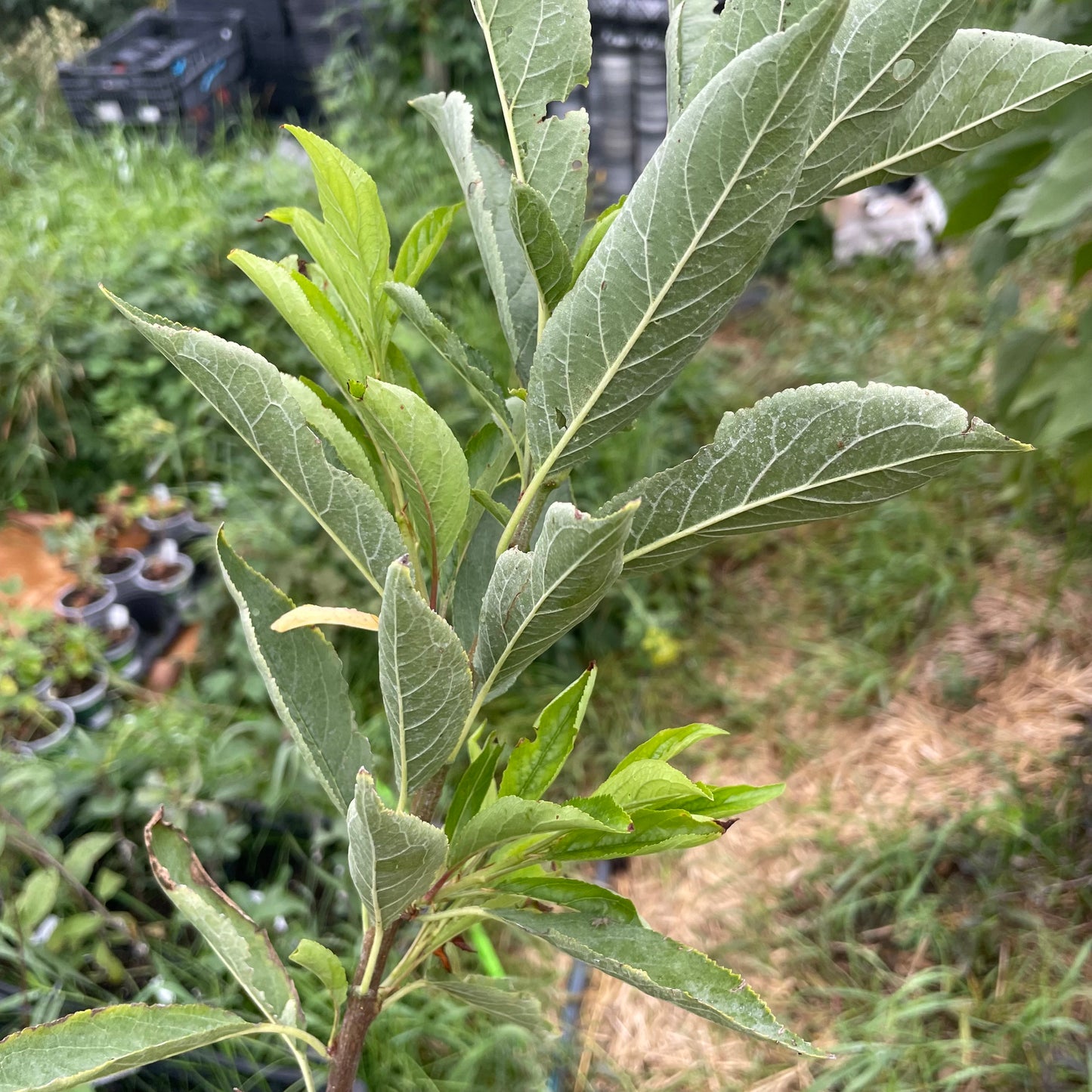 Valton Plum Tree
