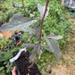Lama Plum (Prunus domestica)