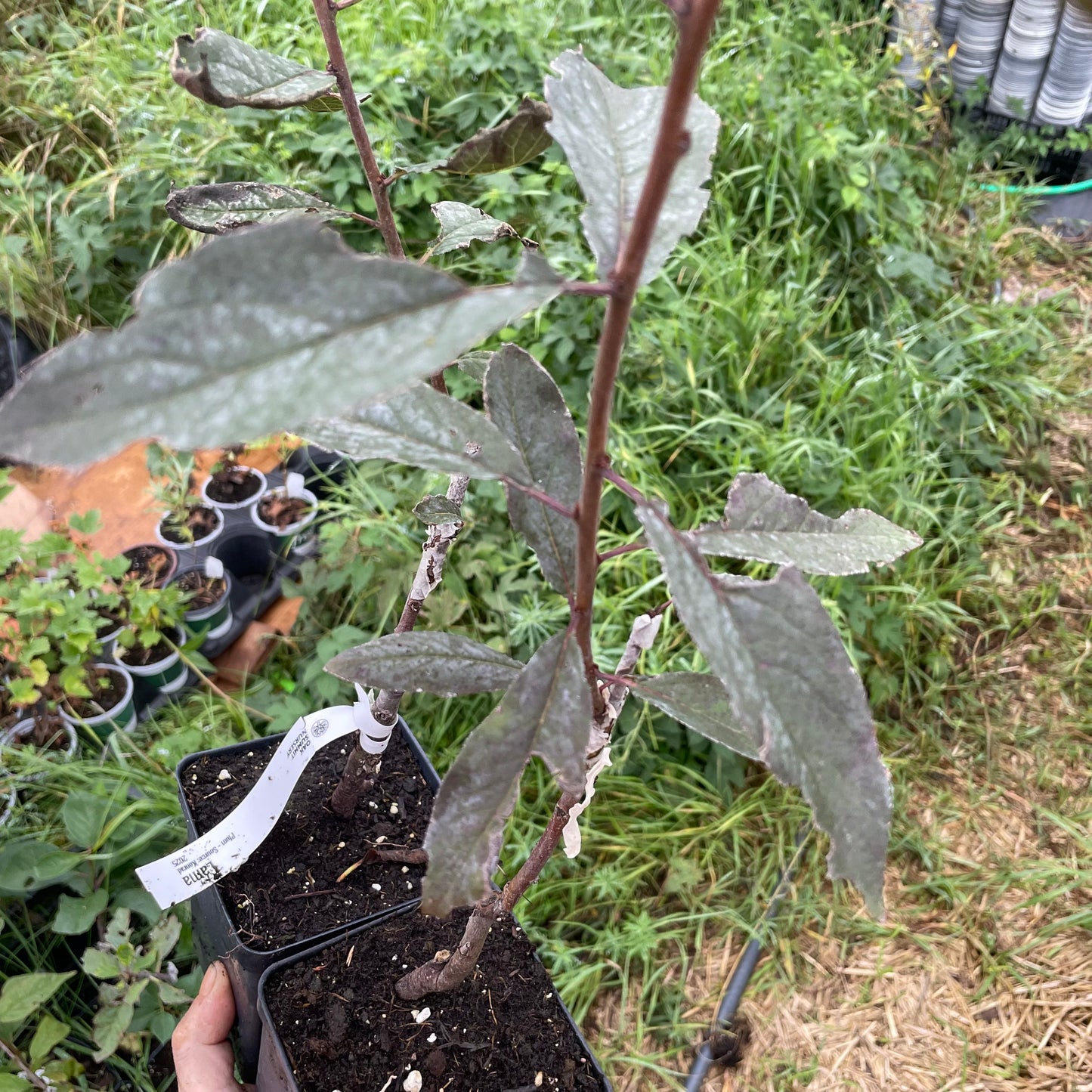 Lama Plum (Prunus domestica)