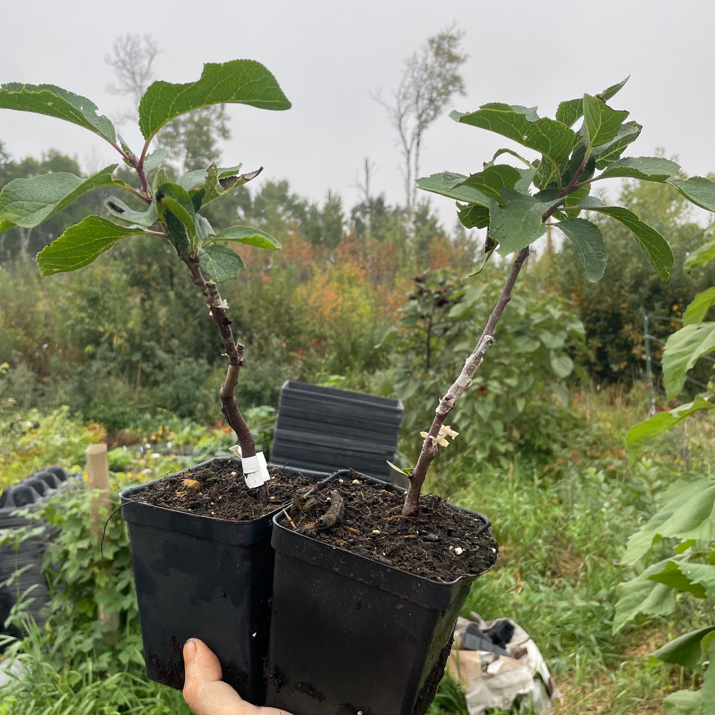 Green Gage Plum (Prunus domestica) - Zone 4/5