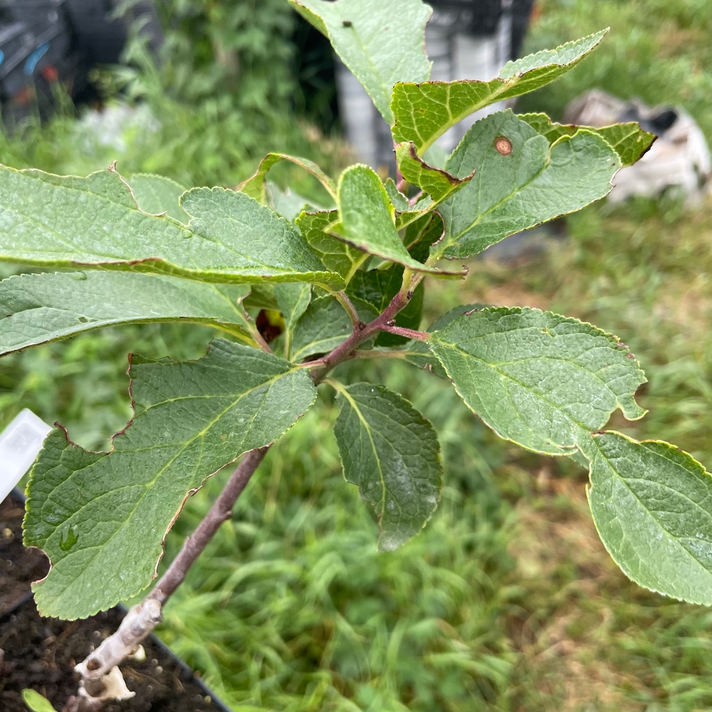 Green Gage Plum (Prunus domestica) - Zone 4/5