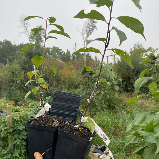 Tecumseh Plum (Prunus ‘salicina × americana ‘Tecumseh’)
