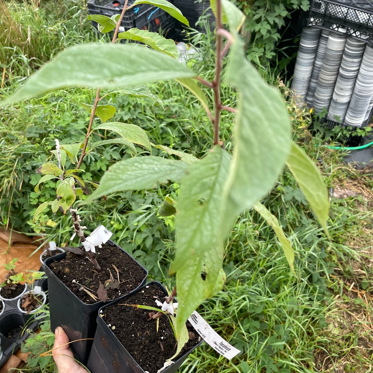 Tecumseh Plum (Prunus ‘salicina × americana ‘Tecumseh’)