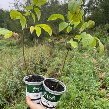 Manitoba Black Walnut (Juglans nigra)