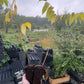 Manitoba Butternut (Juglans cinerea)