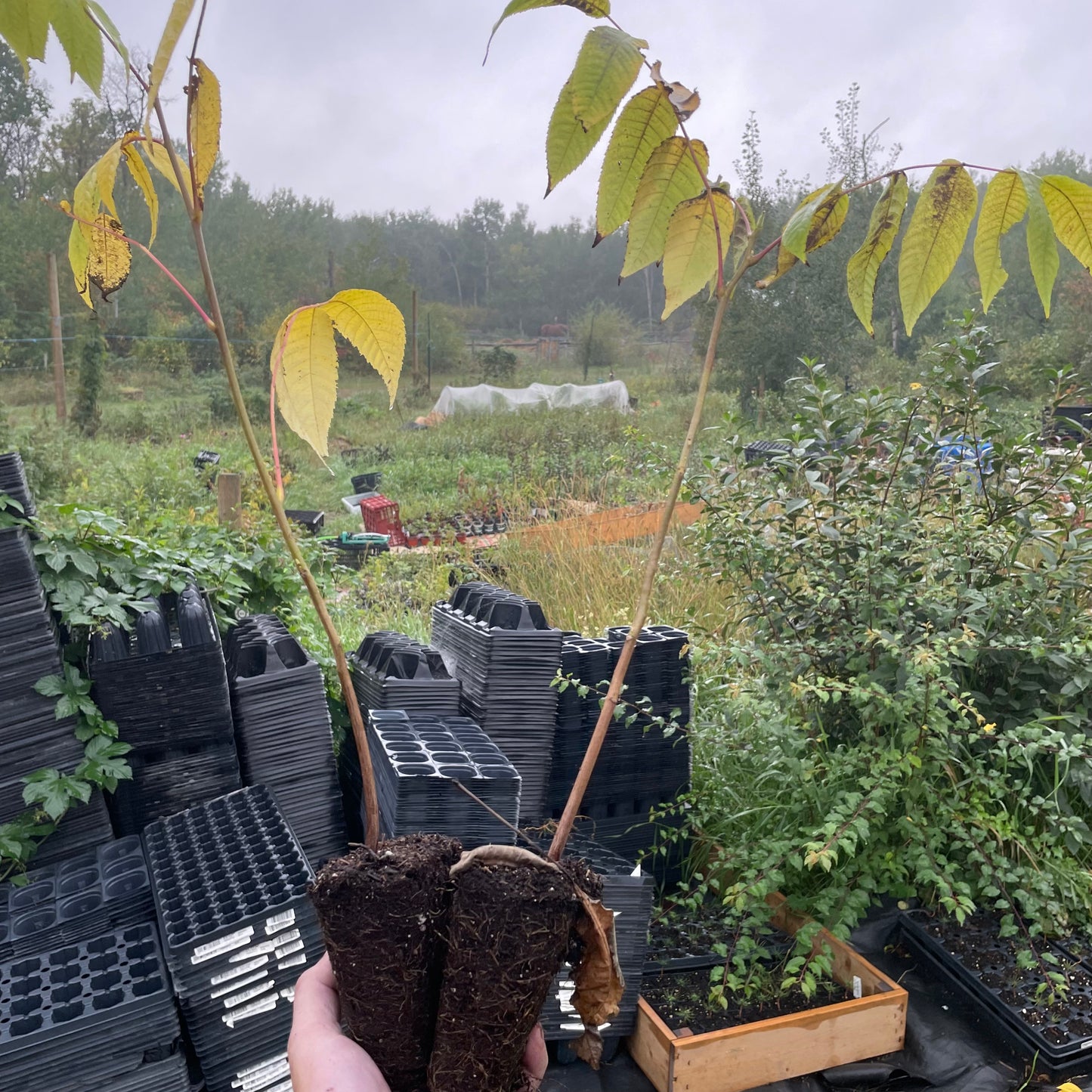 Noyer cendré du Manitoba (Juglans cinerea)