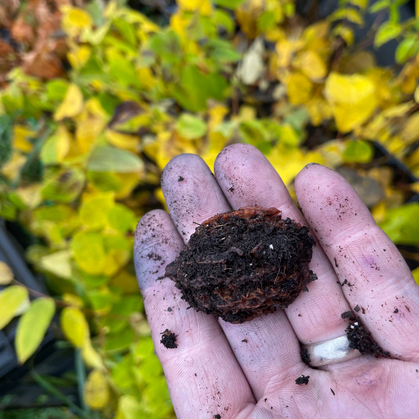 Noyer cendré du Manitoba (Juglans cinerea)