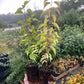 Manchurian Apricot Seedlings (Prunus mandshurica) - Zone 3