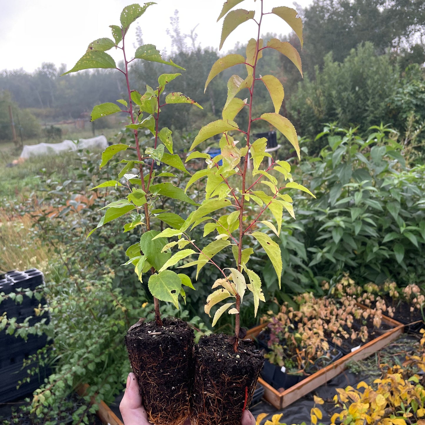 Manchurian Apricot Seedlings (Prunus mandshurica) - Zone 3