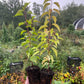 Manchurian Apricot Seedlings (Prunus mandshurica) - Zone 3