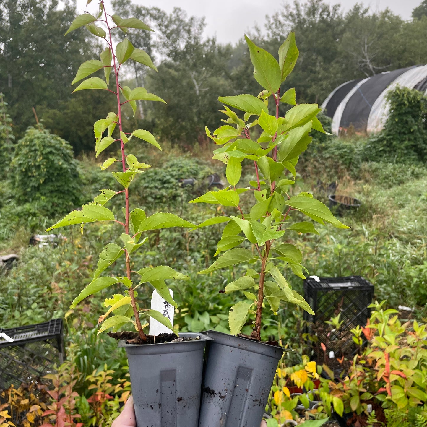 Manchurian Apricot Seedlings (Prunus mandshurica) - Zone 3