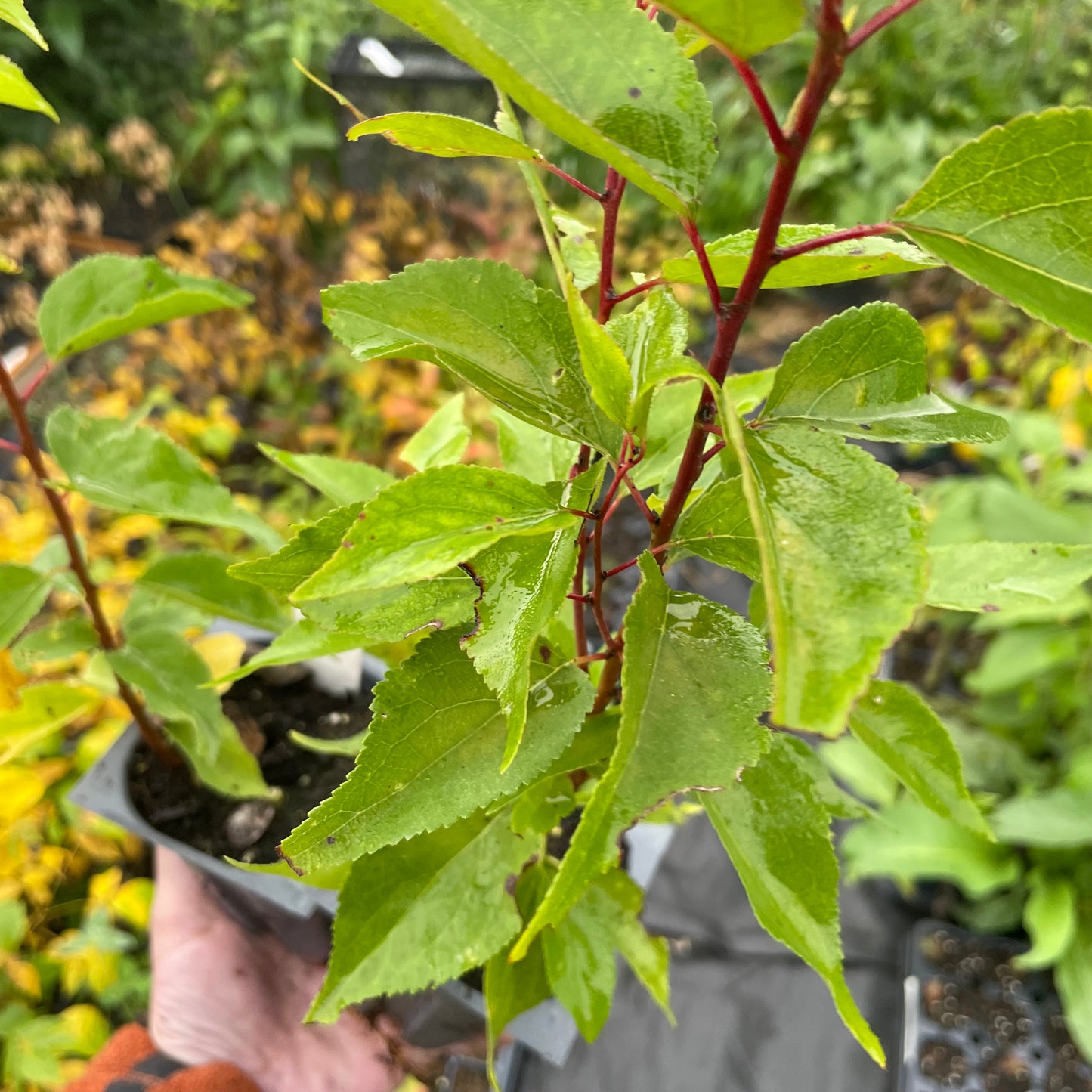 Manchurian Apricot Seedlings (Prunus mandshurica) - Zone 3