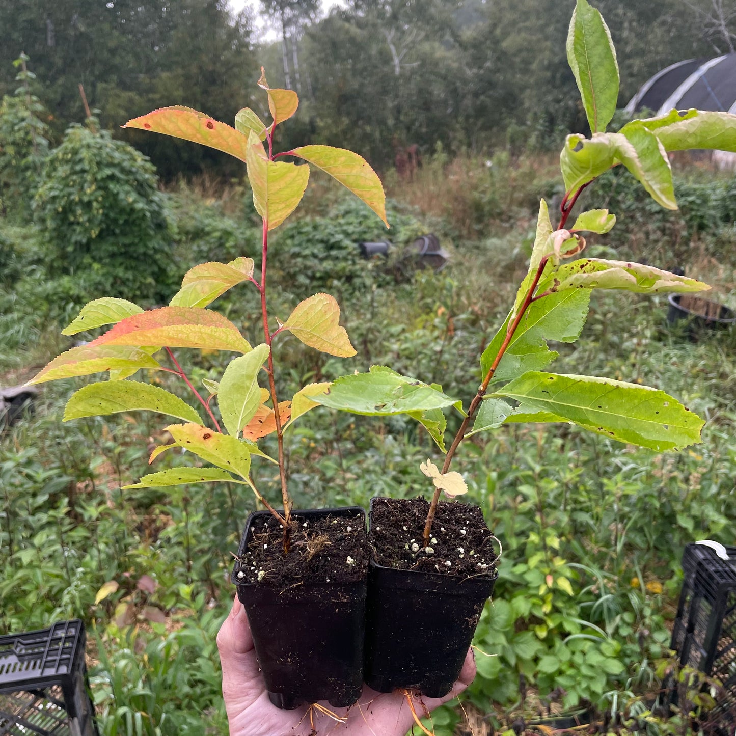 Ciruelo silvestre canadiense (Prunus nigra)