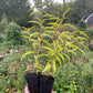 Siberian C Peach (Prunus persica 'Siberian C') - Zone 3/4