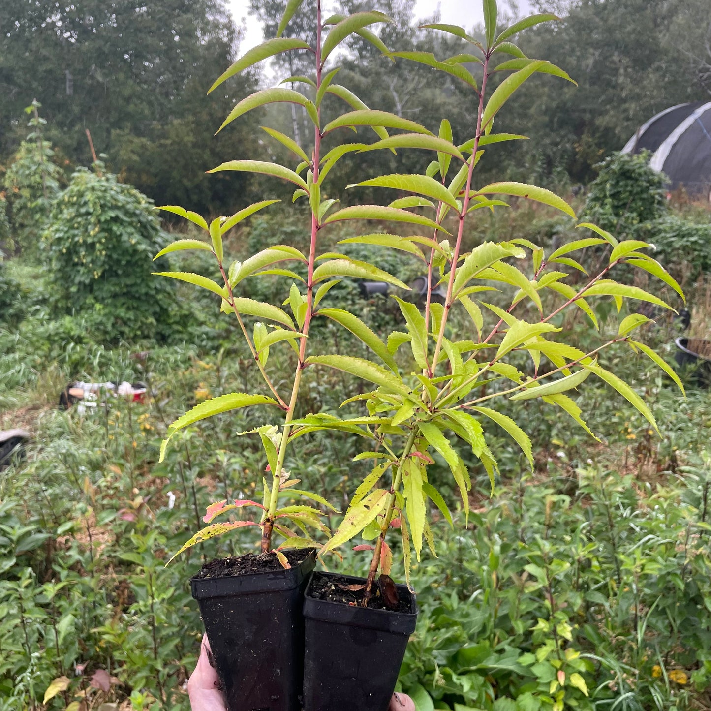 Siberian C Peach (Prunus persica 'Siberian C') - Zone 3/4