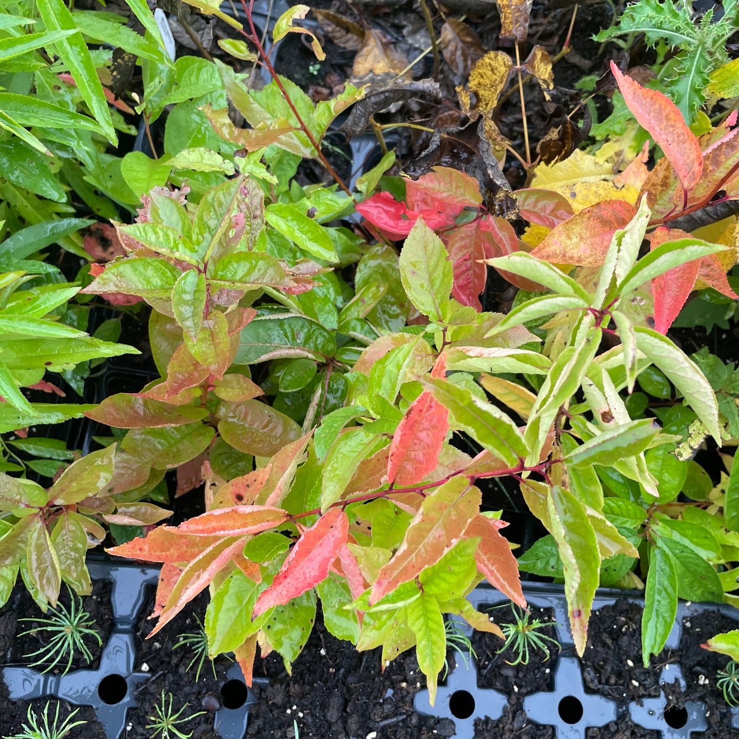 Jeunes plants de pruniers (Prunus sp.) - Zone 3