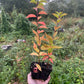 Jeunes plants de pruniers (Prunus sp.) - Zone 3