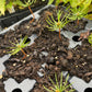 Siberian Stone Pine (Pinus sibirica) - Pine Nuts