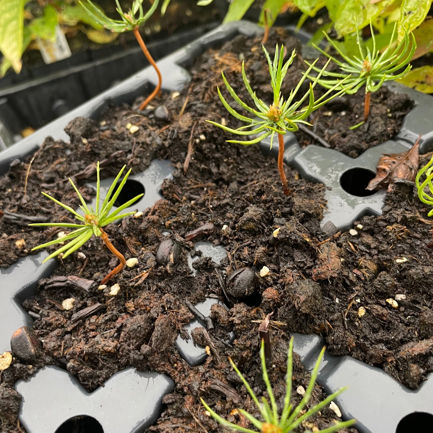 Siberian Stone Pine (Pinus sibirica) - Pine Nuts