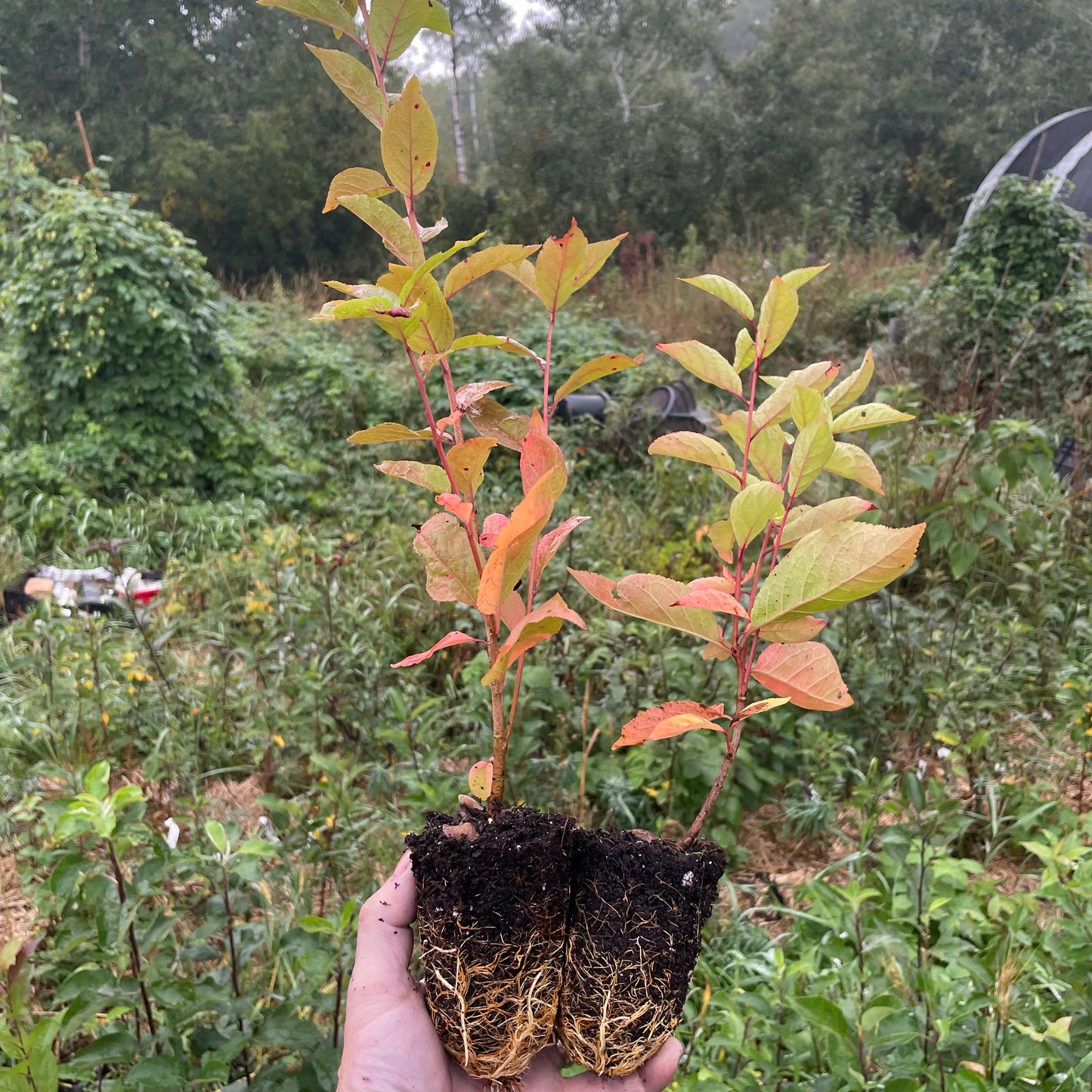 Jeunes plants de pruniers (Prunus sp.) - Zone 3