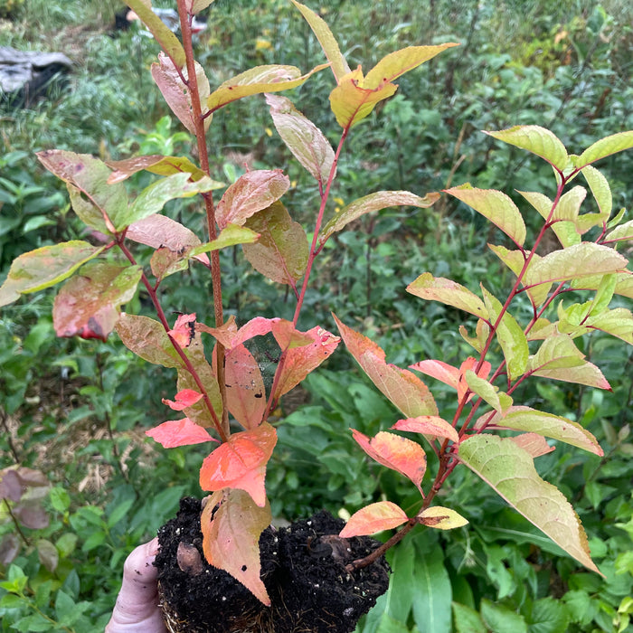 Pembina seedlings · 1