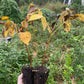 Manitoba Black Walnut (Juglans nigra)